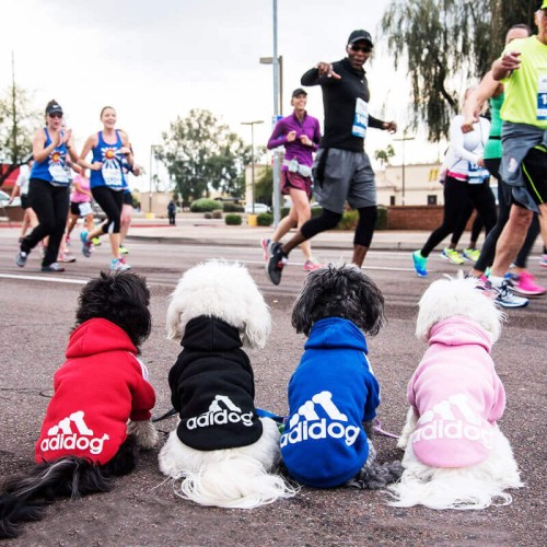 adidog-bluzy-dla-psow.jpg