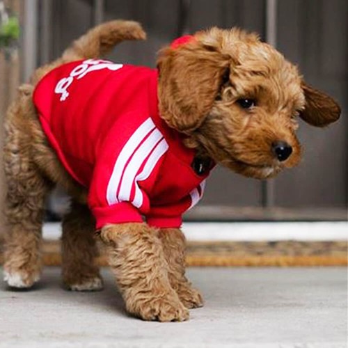 adidog-czerwona-bluza-dla-psa.jpg