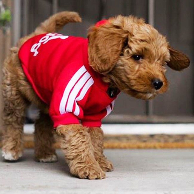adidog-czerwona-bluza-dla-psa.jpg