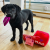 the-foggy-dog-skrzynka-na-listy-zabawka-wechowa-dla-psa-2.png